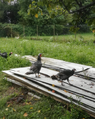 Tacchina adulta di 2 anni