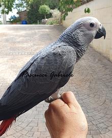 Pappagallo cenerino