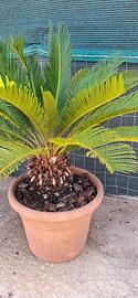 Cycas Revoluta pianta ornamentale - H 70 cm coppia
