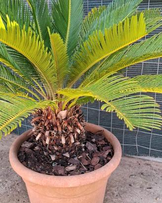 Cycas Revoluta pianta ornamentale - H 70 cm coppia