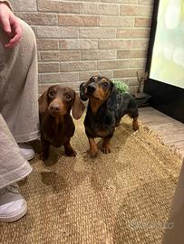 Bassotti maschi per accoppiamento