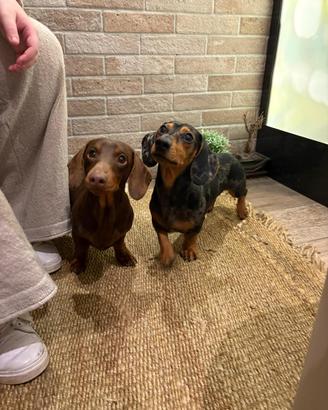 Bassotti maschi per accoppiamento