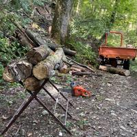 Bosco a foglia caduca, ideale per legna