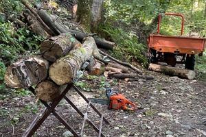 Bosco a foglia caduca, ideale per legna