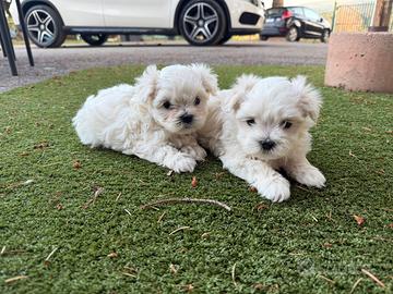 Maltese mini toy coreano