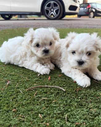 Maltese mini toy coreano