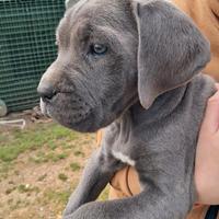 Cuccioli di cane corso