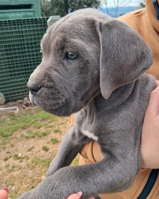 Cuccioli di cane corso