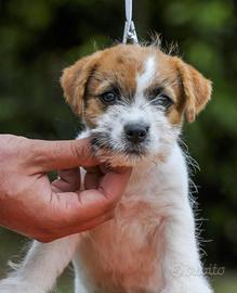 Femmina Jack Russell Pelo Ruvido