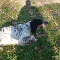 Vendita cani setter inglese