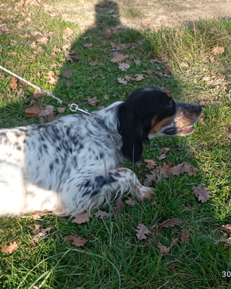 Vendita cani setter inglese