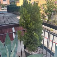 Piante di pino