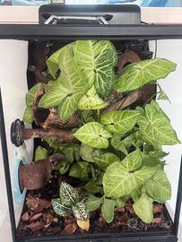 Terrario bioattivo Exo Terra 40x40x60 cm -