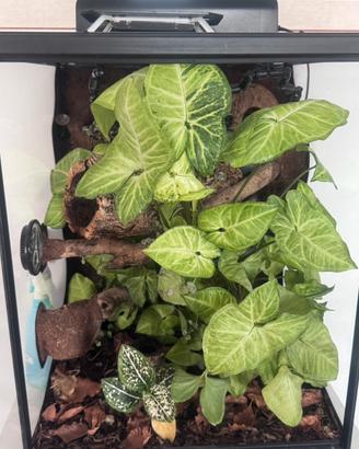 Terrario bioattivo Exo Terra 40x40x60 cm -