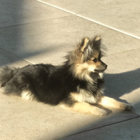 Volpino di Pomerania