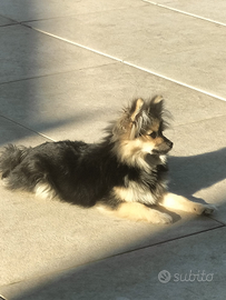 Volpino di Pomerania