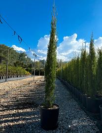 Pianta cipresso toscano da innesto altezza 90/110