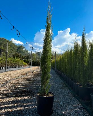 Pianta cipresso toscano da innesto altezza 90/110