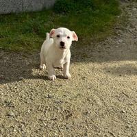 Cucciola Jack Russel