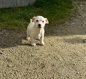 Cucciola Jack Russel