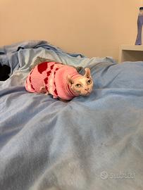 Gatta di razza Sphynx Elf