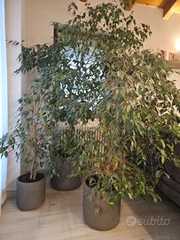 trittico ficus benjamin beniamino h 230 160 150