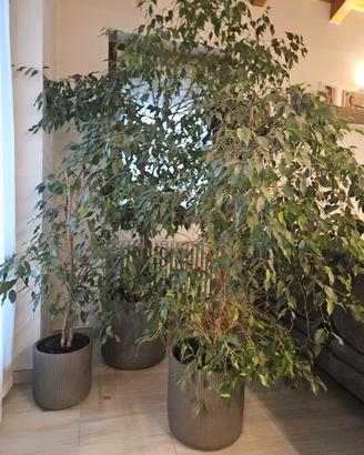 trittico ficus benjamin beniamino h 230 160 150