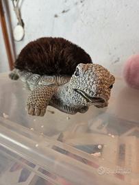 Tartaruga pulisciscarpe