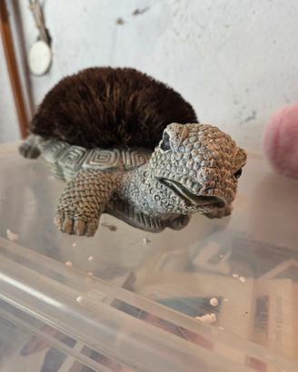 Tartaruga pulisciscarpe