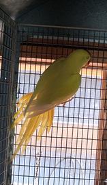 Parrocchetto dal collare lutino