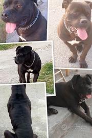 Cane corso