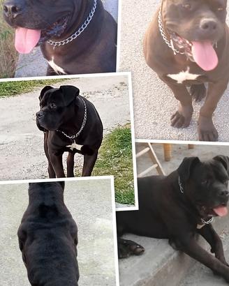 Cane corso