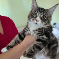 Cucciola maine coon con pedigree