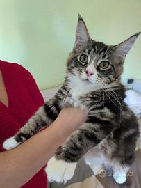Cucciola maine coon con pedigree