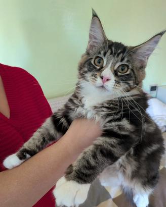 Cucciola maine coon con pedigree