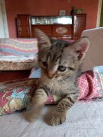 Gattini