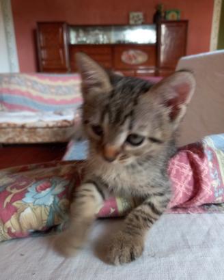 Gattini