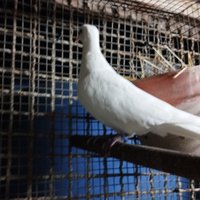 Tortore bianche e settate