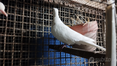 Tortore bianche e settate