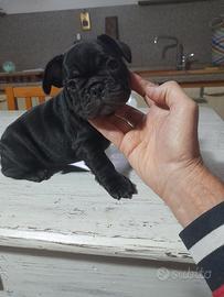 bulldog francesi 