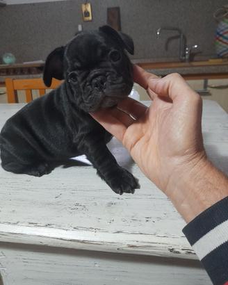 bulldog francesi 