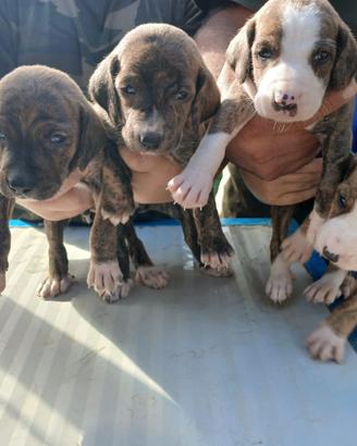 Cuccioli di segugio maremmano