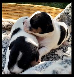 Cuccioli Jack Russell disponibili da fine agosto