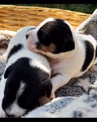 Cuccioli Jack Russell disponibili da fine agosto