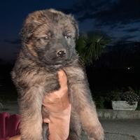 Cuccioli pastore tedesco pelo lungo