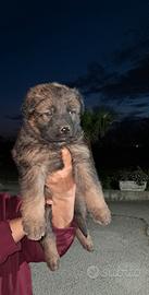 Cuccioli pastore tedesco pelo lungo