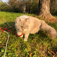 Accoppiamento Gatto Siberiano con Pedigree