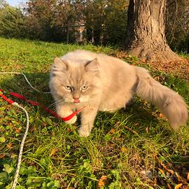Accoppiamento Gatto Siberiano con Pedigree