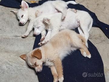 cucciole disponibili 