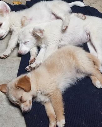 cucciole disponibili 